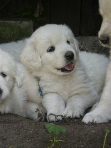 Slovensk� �uva� -pejsci s PP