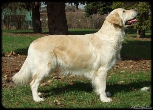 zlat� retriever - �t��ata s PP