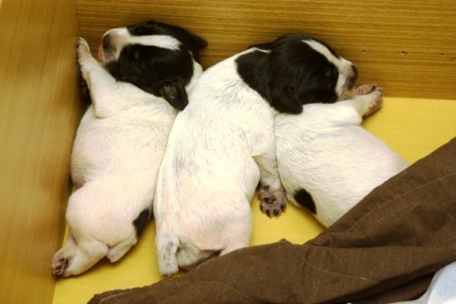 �esk� fousek �t��ata