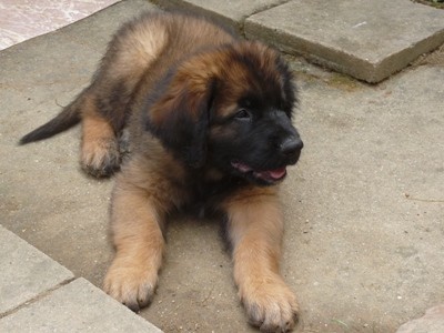 Leonberger �t��ata