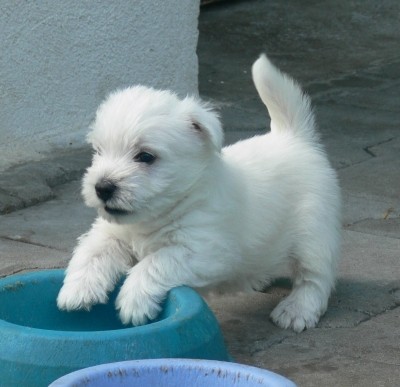 �t��ata s PP (West�k)