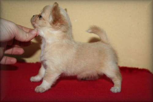 �ivava � nejmen�� plemeno na sv�t�