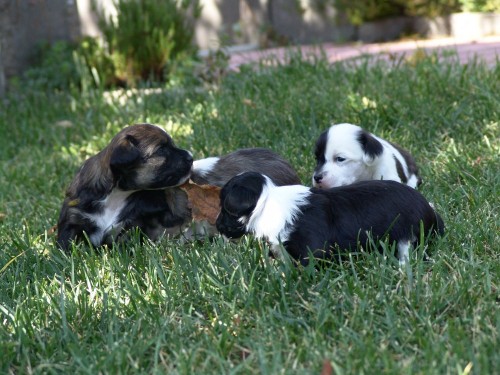 ��nsk� chocholat� pes