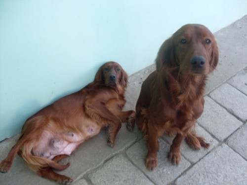 �t�n�tka Irsk� setr