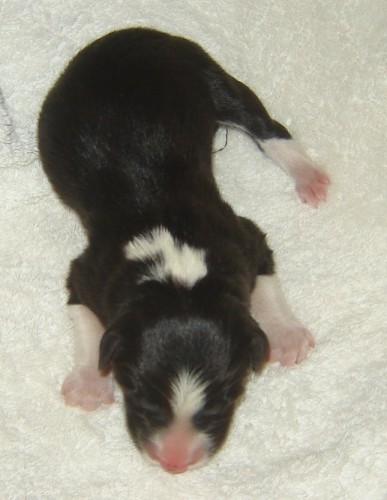 �t���tka s PP