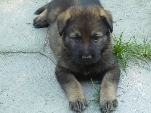 N�meck� ov��k, �t��ata s PP, 