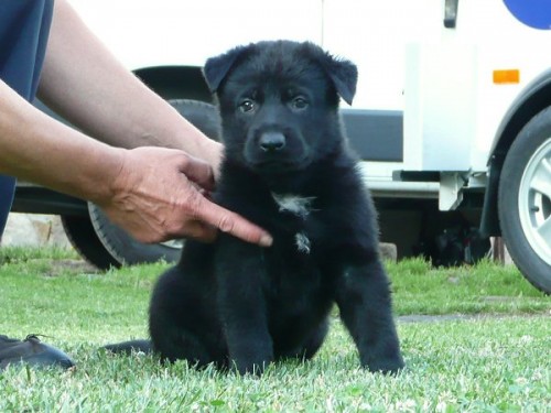 N�meck� ov��k