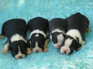 Bostonsk� terier - �t��ata s pp