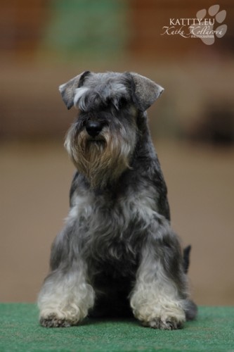 Kn�ra� mal� P+S