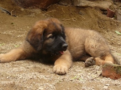 Leonberger �t��ata