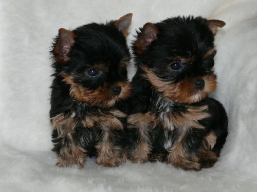 Jork��rsk� terier