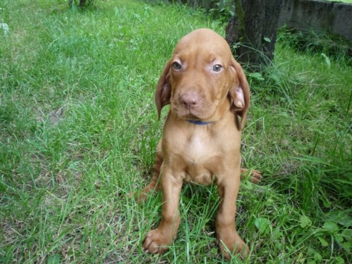 Chcete m�? MOK bez PP