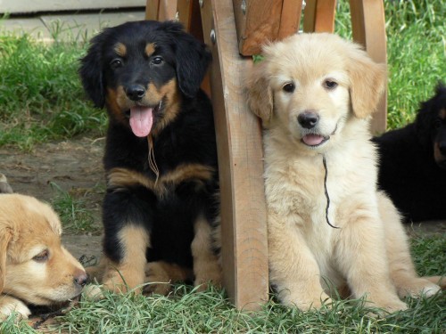 HOVAWART - �t��ata s PP