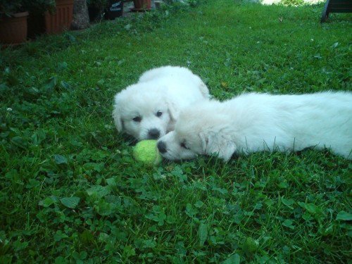 �t�n� slovensk�ho �uva�e