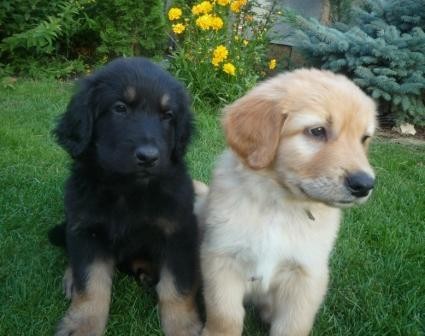 Hovawart �t��ata s PP