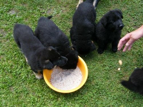 T�i posledn� fenky s PP