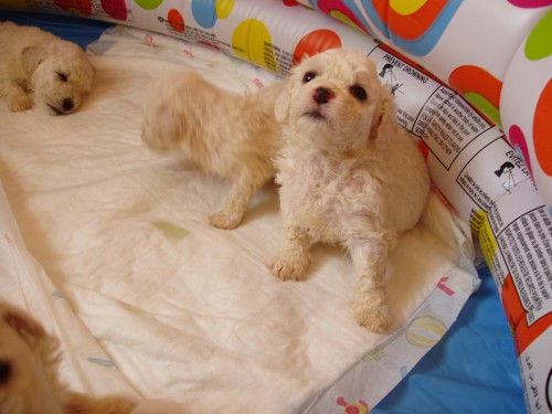 Bi�onek (Bichon � poil fris�) 