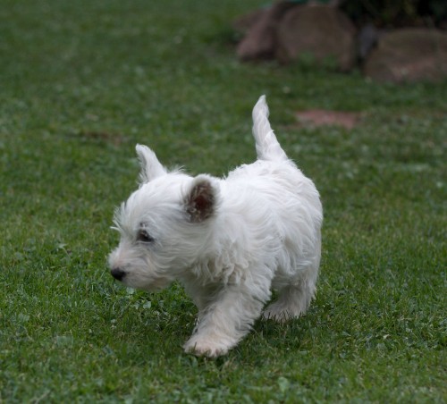 �t�n� west�ka