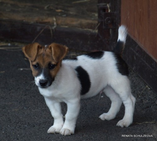 �t�n�tka jack russell terier-