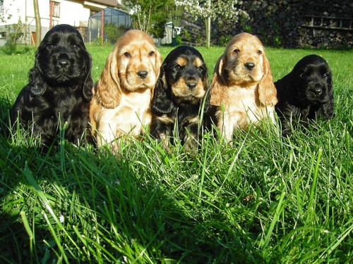 Anglick� kokr�pan�l s PP