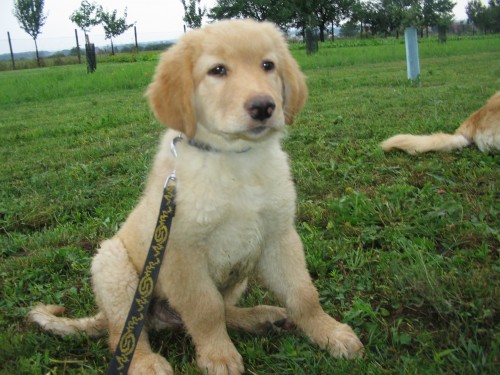 �t���tko hovawarta s PP