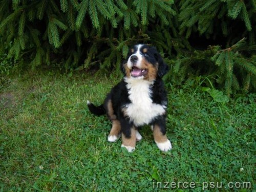 �t�n� bernsk�ho sala�nick�ho psa
