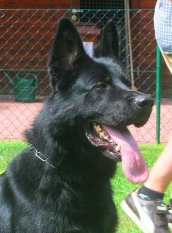 Kr�sn� dvoum�s��n� pejsek ze zahrani�n�ho kryt�