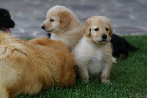 �t���tka Hovawarta