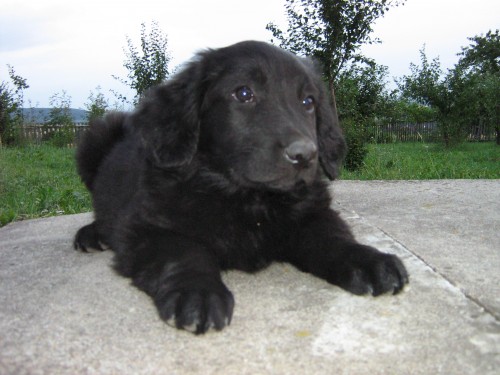 Hovawart, �t��e, pes