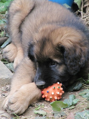 Leonberger �t��ata