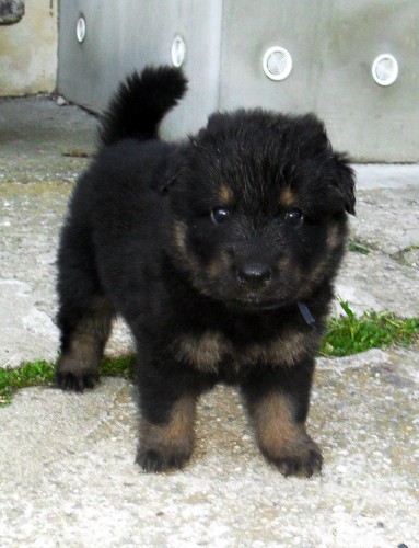 �t�n� pejsek s PP