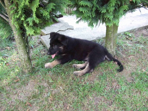  �t��ata N�meck�ho ov��ka