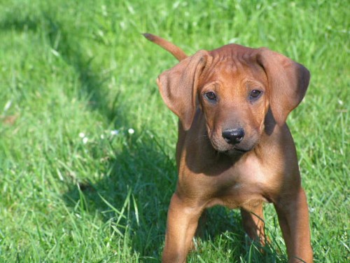 �t���tka rhod�sk�ho ridgebacka s PP