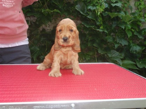 Anglick� kokr�pan�l - �t���ata s PP