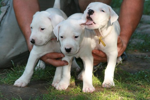 Argentinsk� doga - �t��ata