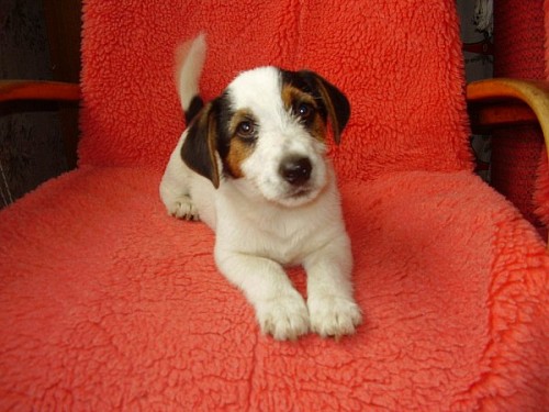 ڞasn� Jack Russell Terrier