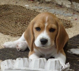 Posledn� dva pejsci