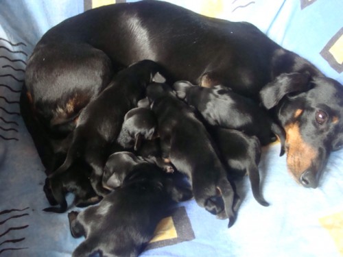 jezev��k hladkosrst�-�wrn� a p�len�m