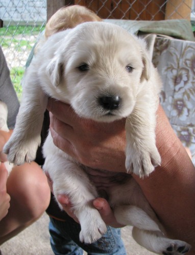 �t���tka slovensk�ho �uva�e