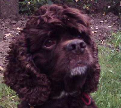 koup�m americk�ho kokr�pan�la