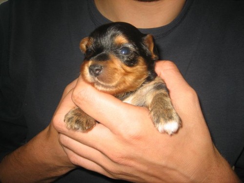 �t���tka jork��rsk�ho teri�ra bez PP