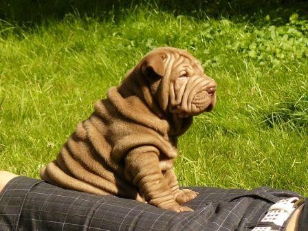 �arpej (Shar Pei) - �pi�kov� �t��ata s PP