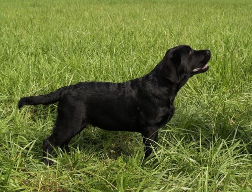 Labradorsk� retriever s PP
