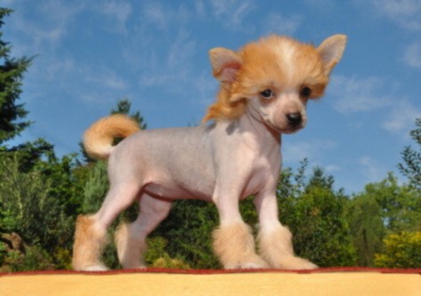 ��nsk� chocholat� pes-�t��ata