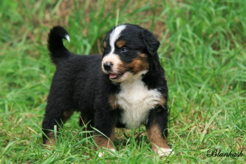 Prod�m �t��ata Bernsk�ho sala�nick�ho psa 