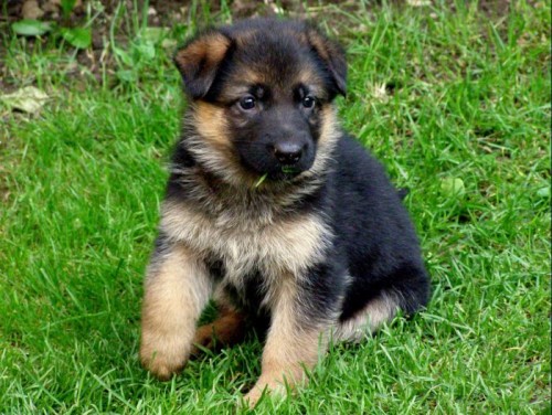 N�meck� ov��k - �t�n� s PP