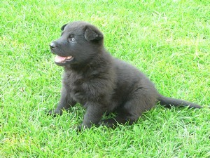 N�meck� ov��k celo�ern� �t��ata