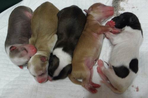 �t���tka ��nsk�ch chocholat�ch ps� s PP