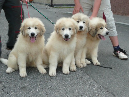 Pyrenejsk� horsk� pes - �t��ata s PP