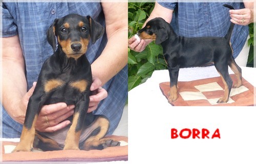 N�meck� pin� - �t���tka s PP